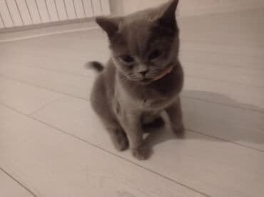 bala pişiylər: Britan, Dişi — 2