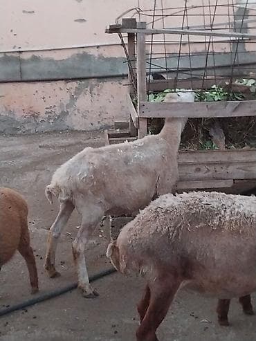 dele satisi: Damazlığ ana bala qoyunlar satılır. Balaların biri dişi, ikisi — 8
