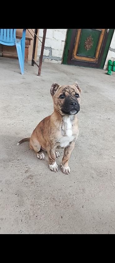 Pitbul, 3 ay, Dişi, Ünvandan götürmə — 2