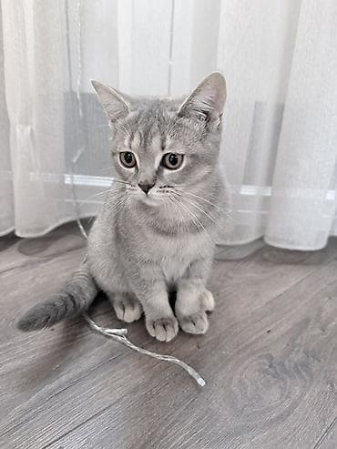 Птицы: Britan pisik balalari (dişi)19.10.2025 — 2