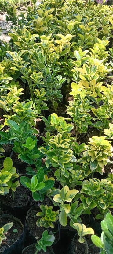 peyin qurdu: Həmişə yaşıl — 2