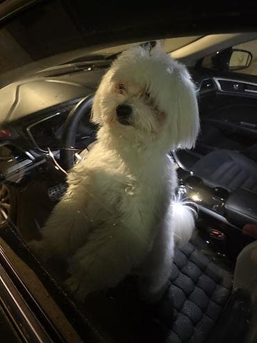 meydan itleri: Malta bolonka, 10 ay, Erkek, Cütləşmə üçün — 1