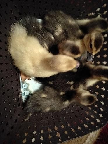 lavanda ördək: Macar lavanda lal ördək sağlamdırlar . 6günlük mayalanıb vitaminləri — 4