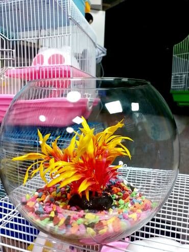 imişli cucə yemi: Yumru akvarium, Balıqlarla birlikdə, 1 l, Ünvandan götürmə, Ödənişli çatdırılma, Rayonlara çatdırılma — 3