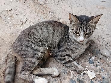 qusar heyvan satışı: Tabbi, Dişi, Yaxşı əllərə — 1