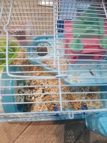 hamster satış: Hamster ailəsi yuva ile birge satilir.umumilikde 6 sı kicik olmaqla 12 — 5