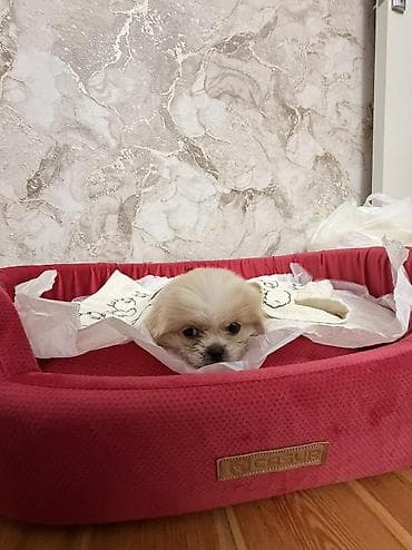 heyvanlar atlar: Pekines, 1 ay, Erkək — 5