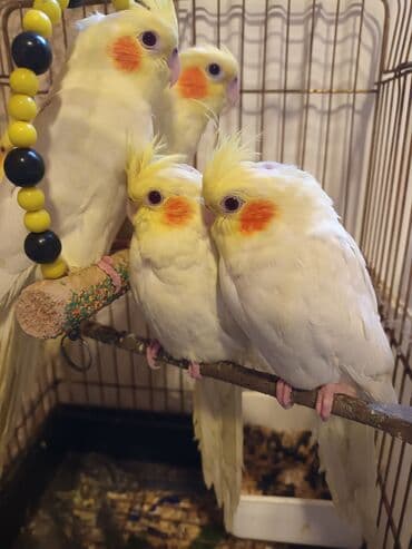 ucuz quslar: Növbənöv lutino nimfa (cockatiel) tutuquşuları - Rəng: açıq krem-ağ — 1