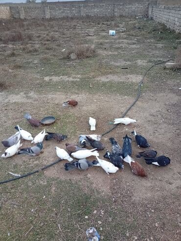 Gəmiricilər: Qarışıq nal-qarın və rəngdə ev göyərçinləri dəsti - Növ: Ev/oyun — 2