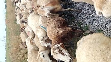 at satisi qiymetleri: Dişi, il: 1, Damazlıq, Pulsuz çatdırılma — 3