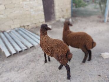 bakida cins ineklerin satisi: Salam iki erkəy quzu satılır göz qabagındadır saglamdılar qiymət ikisi — 2