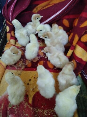 Ford: Erkək, Ətlik, Ödənişli çatdırılma — 5