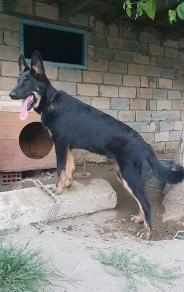 alman afçarka: Alman çoban iti — 2