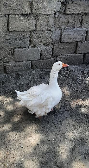 bakida it satisi: Dişi, Damazlıq — 2
