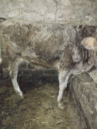 Dana, buzov, Erkək, ay: 6, Ətlik lalafo.az -da Dana, buzov, Erkək, ay: 6, Ətlik