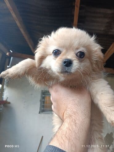 İtlər: Pekines — 5