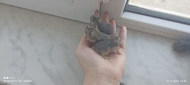 ördək bala: Djungar (cücərti) xamyak balaları - Növ: Djungar xamyakı (cücəboy — 2