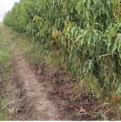 adəm ağacı: Meyvə və dekorativ ağac tingləri Təsvir: - Tərtər rayonu ərazisində — 10