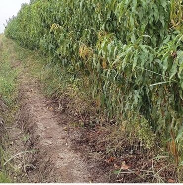 продам ворота бу: 🌳Her nov agaclarin satisi.🌳 Təsvir: Alverci deyilem sahibkaram ahaclar — 3