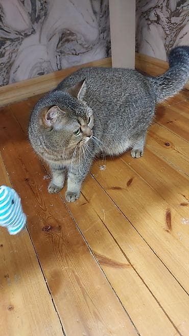 siam pisiyi: Şinşilla, Erkək, Yaxşı əllərə, Ödənişli çatdırılma — 7