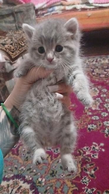 Tabbi, Yaxşı əllərə