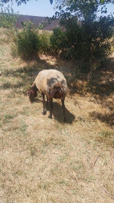 balasına sud verməyən qoyuna nə deyirlər: Məhsul: Qoyunlar (heyvandarlıq üçün) Təsvir: - Şəkillərdə təsərrüfat — 12