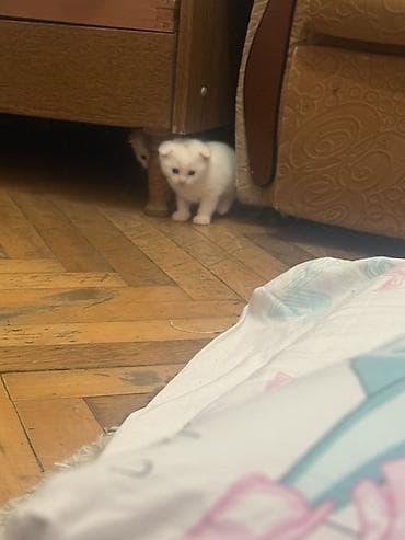 Digər heyvanlar: Şotland yastı qulaq — 4