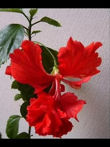 kol bitkiləri: Qırmızı hibiskus (Çin qülü) – dekorativ çiçəkli ev və bağ bitkisi - — 1
