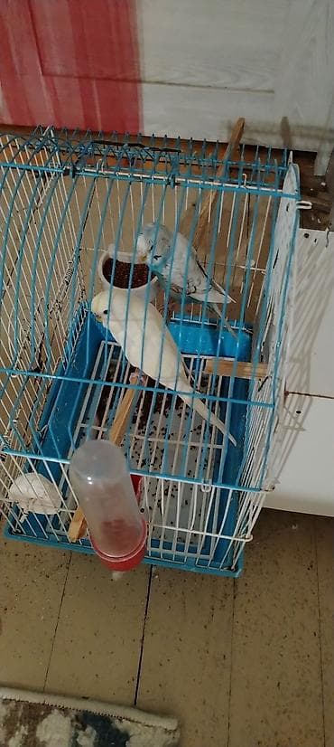 hind qusu: Hər şeyi üstündə verilir. Sağlam və cavan quşlardır. Yumurtlamaya — 2