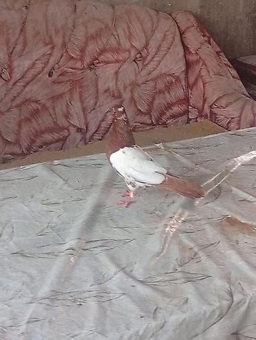 cex quşlar: Qızılı-qəhvəyi və ağ rəngli zərif göyərçin - Rəng: baş və quyruq — 3