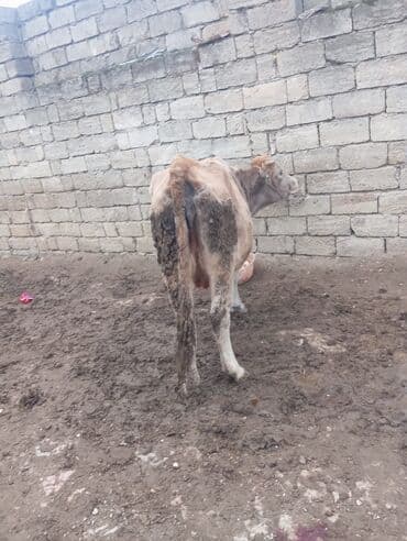 berde mal bazari: Inek satilir tecili basqa inekde var ana bala — 1