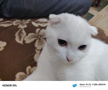 bala pişik ucuz: Şotland yastı qulaq, Erkək, Yaxşı əllərə, Pulsuz çatdırılma — 2