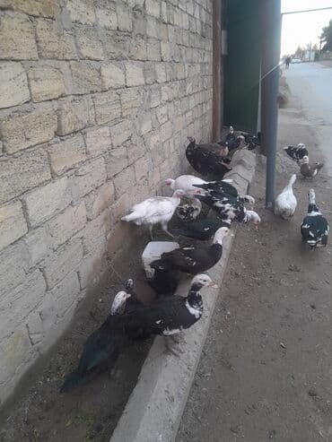 Inəklər, öküzlər: Muscovy ördəkləri (indoutka) – müxtəlif rənglərdə sürü - Şəkillərdə — 3