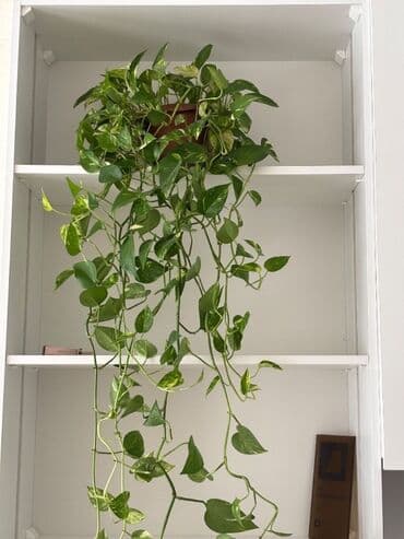 ev gülleri ve adları: Epipremnum satılır — 2