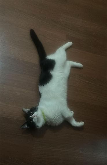 котик в добрые руки: В добрые руки — 4