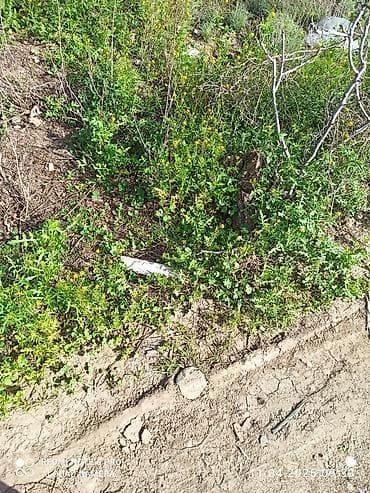 gəncədə torpaq satışı: Tikinti, Müqavilə — 9