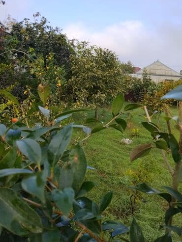 zefir bitkisi: Məhsul: Meyvə ağacları ilə yaşıllıq sahəsi (həyətyanı bağ)Günəşli — 6