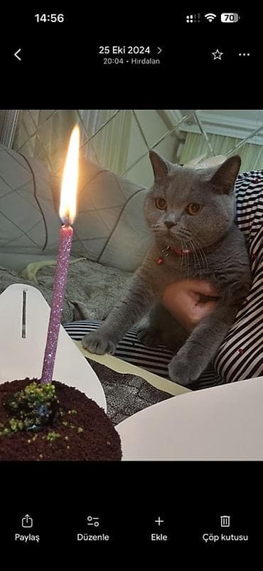 dişi it adları: Britan — 3