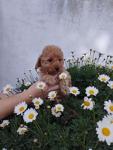 it itib: Pudel, 2 ay, Erkek — 3