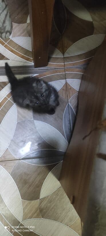 купить сибирского котёнка: Шотландская, Самец, Самка — 3