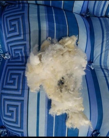 parçaların topdan satışı: Yun, sintifon döşəklər taxt və tək üçün Hərcür yorgan döşək yastıq və — 1