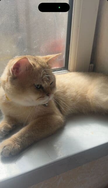 Qızıl şinşilla, Erkək, Cütləşmə üçün lalafo.az -da Qızıl şinşilla, Erkək, Cütləşmə üçün