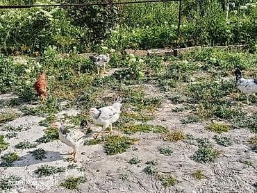 kənd cucəsi: 11ədəd kənd cücələri.dermansiz böyüdülmüş.3ay10gunlukdu.etraflu — 1