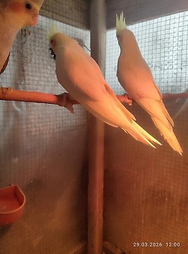 qartal quşu: 1 ay yarımlıq karella balaları,yemə düşsün satılacaq,15 günə yemə — 6