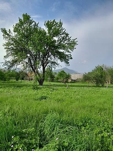 lan: Tikinti — 2