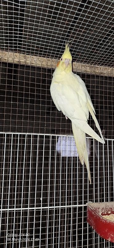 feniks quşu: Popuqoy Korella (ana qusdu) — 4