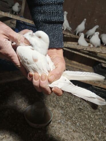 lalafo goyercin satisi: Ağ rəng üstünlük təşkil edən ev göyərçinləri – dəst halında. - — 5