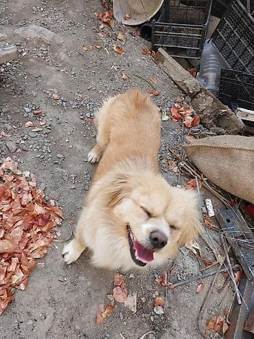 cins itler: Şirin, xırda ölçülü it – qızılı-krem rəngli, uzun və yumşaq tüklü — 3