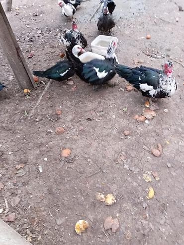 Satılır:(lal ördəyi) sürüsü - Rəng: qarışıq naxışlı – qara-yaşıl