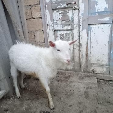 heyvan satisi tap az: Tam sağlam həyət heyvanıdı. 1 yaşı var. Real alıcıya endirim olacaq — 4